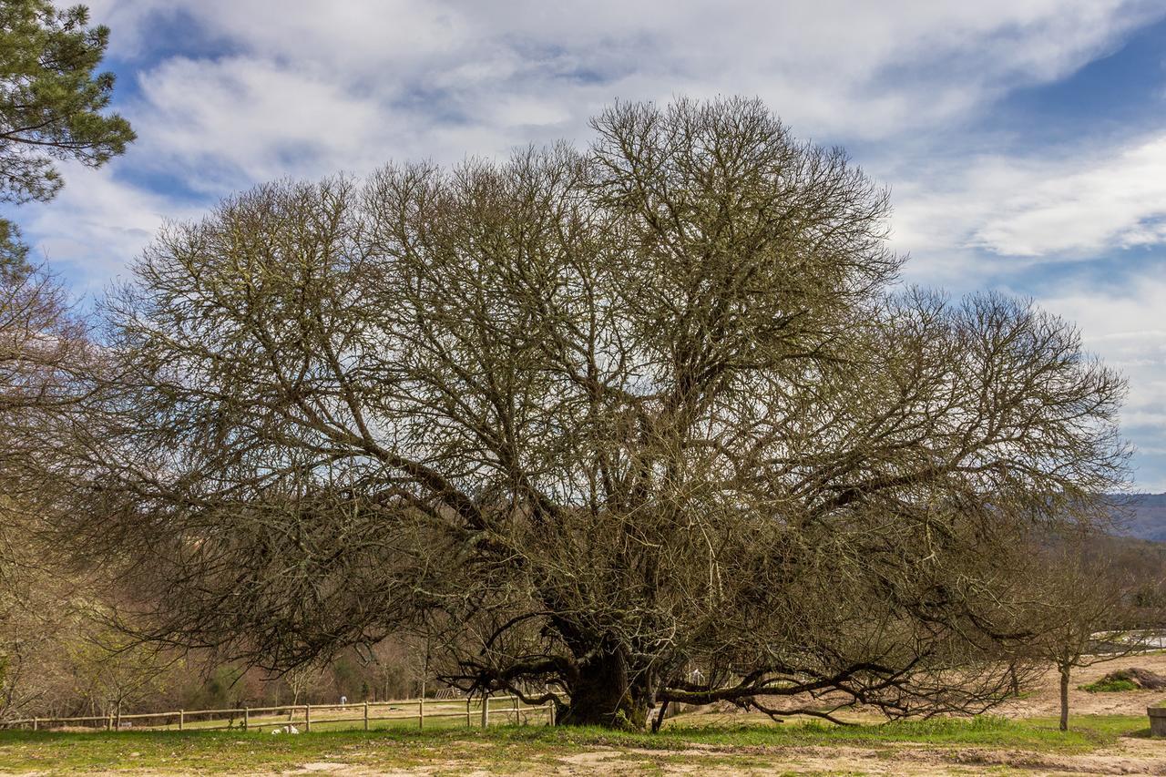 Vilamoure Hotel De Naturaleza Punxin エクステリア 写真